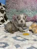 LilacTanMerle, a female English Bulldog for sale in Sterling, KS – Photo 2 of 7