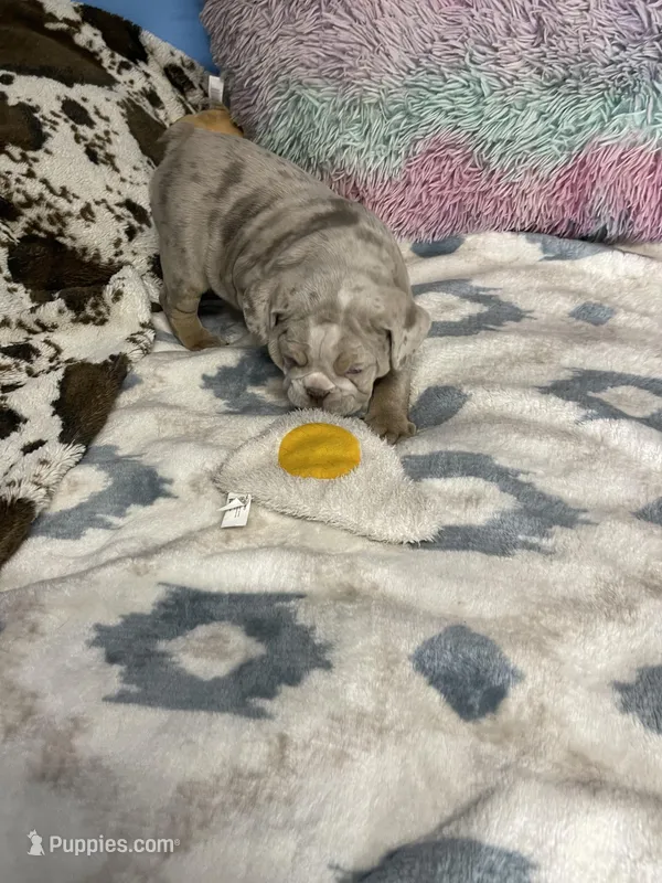 LilacTanMerle, a female English Bulldog for sale in Sterling, KS – Photo 1 of 7