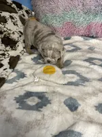 LilacTanMerle, a female English Bulldog for sale in Sterling, KS – Photo 1 of 7