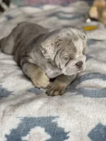 LilacTanMerle, a female English Bulldog for sale in Sterling, KS – Photo 3 of 7