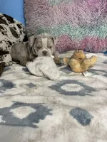 LilacTanMerle, a female English Bulldog for sale in Sterling, KS – Photo 7 of 7