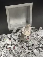 Maximus , a male French Bulldog for sale in Sterling, KS – 2 of 9