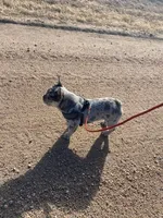 Maximus , a male French Bulldog for sale in Sterling, KS – 8 of 9