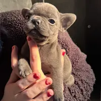 Tiny Boy, a male French Bulldog for sale in Sterling, KS – Photo 4 of 9