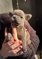 Tiny Boy, a male French Bulldog for sale in Sterling, KS – Photo 4 of 9