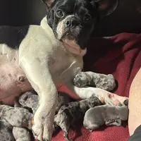 Tiny Boy, a male French Bulldog for sale in Sterling, KS – Photo 9 of 9