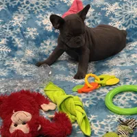 Tiny Boy, a male French Bulldog for sale in Sterling, KS – Photo 3 of 9
