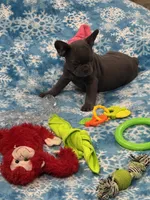 Tiny Boy, a male French Bulldog for sale in Sterling, KS – Photo 3 of 9