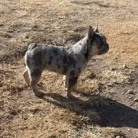 Tiny Boy, a male French Bulldog for sale in Sterling, KS – Photo 6 of 9