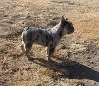 Tiny Boy, a male French Bulldog for sale in Sterling, KS – Photo 6 of 9