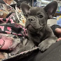 Tiny Boy, a male French Bulldog for sale in Sterling, KS – Photo 1 of 9