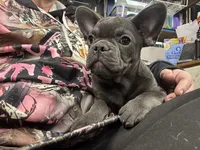 Tiny Boy, a male French Bulldog for sale in Sterling, KS – Photo 1 of 9