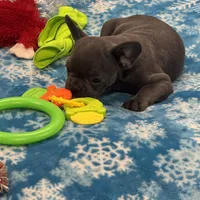Tiny Boy, a male French Bulldog for sale in Sterling, KS – Photo 5 of 9