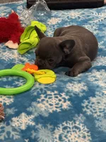 Tiny Boy, a male French Bulldog for sale in Sterling, KS – Photo 5 of 9