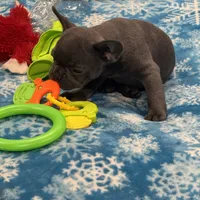 Tiny Boy, a male French Bulldog for sale in Sterling, KS – Photo 8 of 9