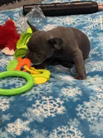 Tiny Boy, a male French Bulldog for sale in Sterling, KS – Photo 8 of 9