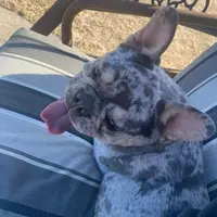 Tiny Boy, a male French Bulldog for sale in Sterling, KS – Photo 7 of 9