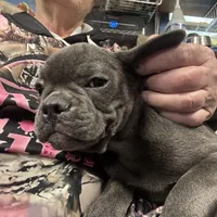 Tiny Boy, a male French Bulldog for sale in Sterling, KS – Photo 2 of 9