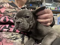 Tiny Boy, a male French Bulldog for sale in Sterling, KS – Photo 2 of 9