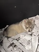 Nanuk, a male Alaskan Klee Kai for sale in Sterling, KS – 3 of 6