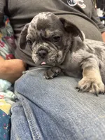 Maximus , a male French Bulldog for sale in Sterling, KS – 4 of 9