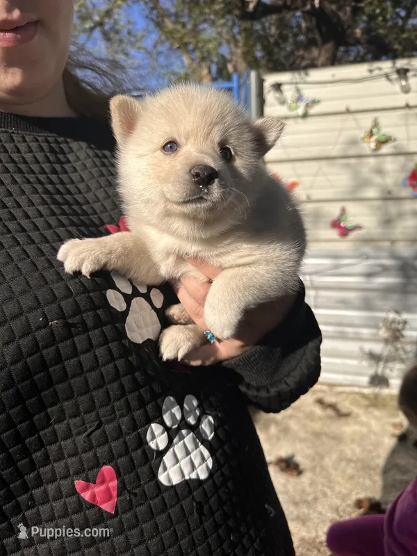Shila – Alaskan Klee Kai puppy for sale in Sterling, KS