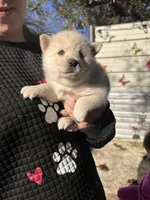 Shila, a female Alaskan Klee Kai for sale in Sterling, KS – 1 of 4