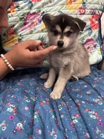 Brown Eyes , a female Alaskan Klee Kai for sale in Sterling, KS – 7 of 10