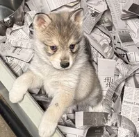 Nanuk, a male Alaskan Klee Kai for sale in Sterling, KS – 4 of 6
