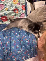 Brown Eyes , a female Alaskan Klee Kai for sale in Sterling, KS – 6 of 10