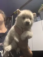 Shila, a female Alaskan Klee Kai for sale in Sterling, KS – 2 of 4