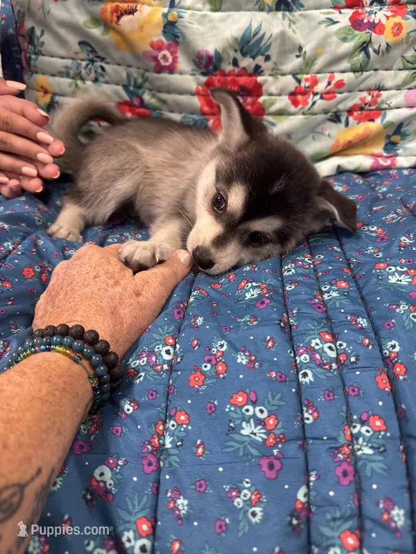 Brown Eyes  – Alaskan Klee Kai puppy for sale in Sterling, KS