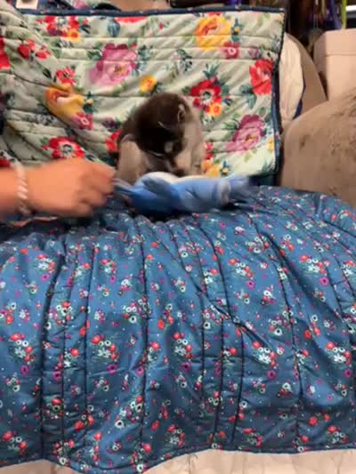 Brown Eyes , a female Alaskan Klee Kai for sale in Sterling, KS – 9 of 10