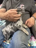 Maximus , a male French Bulldog for sale in Sterling, KS – 3 of 9
