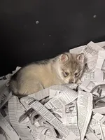 Nanuk, a male Alaskan Klee Kai for sale in Sterling, KS – 5 of 6