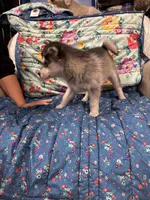 Brown Eyes , a female Alaskan Klee Kai for sale in Sterling, KS – 4 of 10