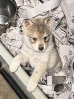Nanuk, a male Alaskan Klee Kai for sale in Sterling, KS – 6 of 6
