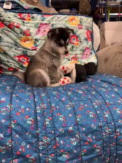 Brown Eyes , a female Alaskan Klee Kai for sale in Sterling, KS – 10 of 10