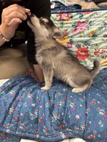 Brown Eyes , a female Alaskan Klee Kai for sale in Sterling, KS – 5 of 10