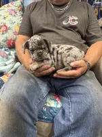 Maximus , a male French Bulldog for sale in Sterling, KS – 5 of 9