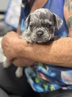 Maximus , a male French Bulldog for sale in Sterling, KS – 1 of 9