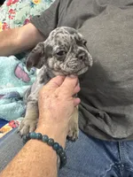Maximus , a male French Bulldog for sale in Sterling, KS – 6 of 9