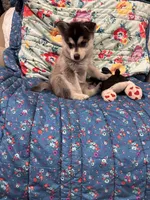 Brown Eyes , a female Alaskan Klee Kai for sale in Sterling, KS – 8 of 10