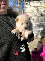Shila, a female Alaskan Klee Kai for sale in Sterling, KS – 4 of 4