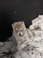 Nanuk, a male Alaskan Klee Kai for sale in Sterling, KS – 2 of 6