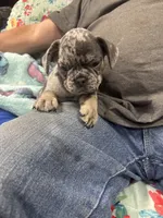 Maximus , a male French Bulldog for sale in Sterling, KS – 2 of 9