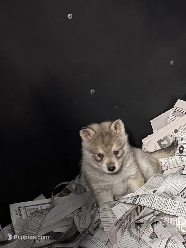 Nanuk – Alaskan Klee Kai puppy for sale in Sterling, KS