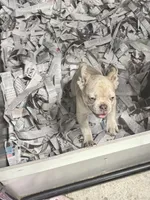 Maximus , a male French Bulldog for sale in Sterling, KS – 8 of 9