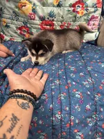 Brown Eyes , a female Alaskan Klee Kai for sale in Sterling, KS – 2 of 10