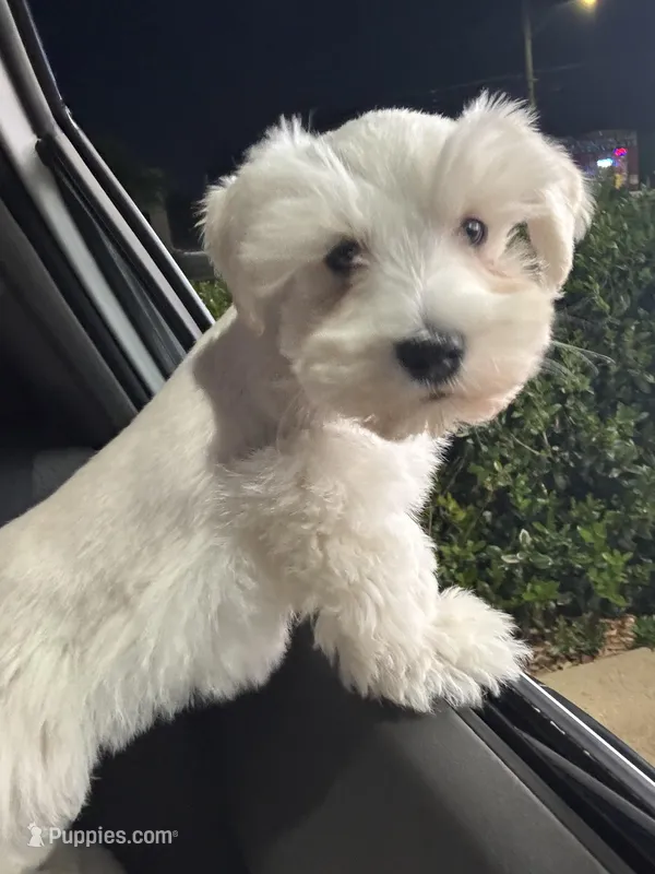 Chikis – Miniature Schnauzer puppy for sale in Dallas, TX